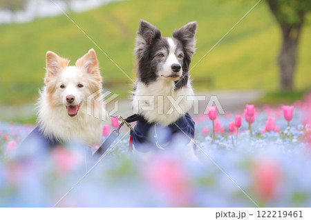 春の花に囲まれるボーダーコリーカップル 122219461