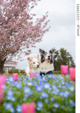 春の花に囲まれるボーダーコリーカップル 122219463