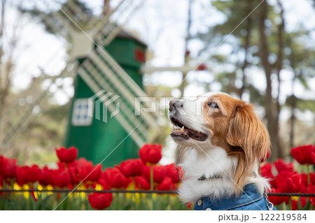 風車と赤いチューリップに囲まれたコイケルホンディエ 122219584