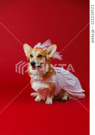 Elegant corgi bride in a white wedding dress, posing gracefully against a bold red background 122219721