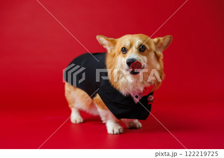 Elegant corgi in a tuxedo with rose details, ready for formal events or weddings, on a red backdrop Elegant corgi in a tuxedo with rose details, ready for formal events or weddings, on a red backdrop 122219725