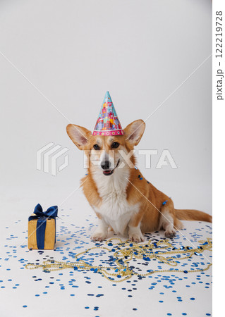 Corgi dog with gift box and blue confetti, celebrating festive moments and joy 122219728
