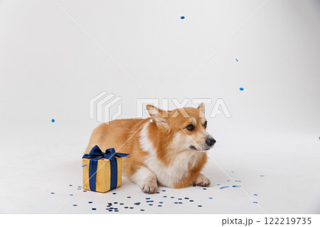 Corgi dog sitting with a gift box and confetti, perfect for celebrations and holidays 122219735