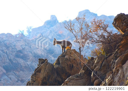 岩山の崖の上から眺める野生のやぎ 122219901