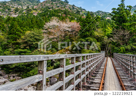 屋久島国立公園 小杉谷橋周辺の新緑若葉と山桜 屋久島国立公園 小杉谷橋周辺の新緑若葉と山桜 122219921