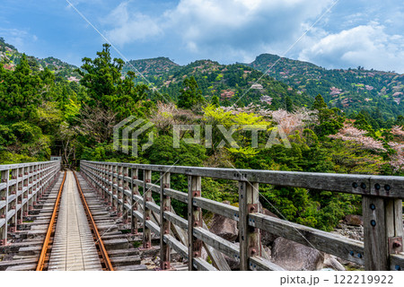 屋久島国立公園 小杉谷橋周辺の新緑若葉と山桜 屋久島国立公園 小杉谷橋周辺の新緑若葉と山桜 122219922