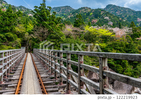 屋久島国立公園　小杉谷橋周辺の新緑若葉と山桜 122219923