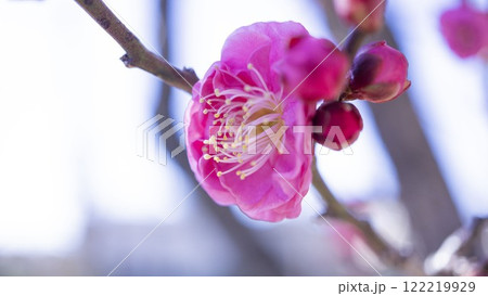 美しいピンクのあんずの花 美しいピンクのあんずの花 122219929