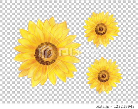 Sunflower flower cutout painted in watercolor 122219948