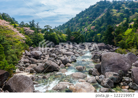 屋久島国立公園 新緑山桜と安房川渓谷 屋久島国立公園 新緑山桜と安房川渓谷 122219957