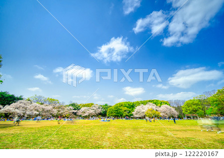 東京・代々木公園　満開の桜 122220167