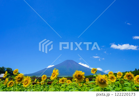 夏の富士山・ひまわり畑 夏の富士山・ひまわり畑 122220173