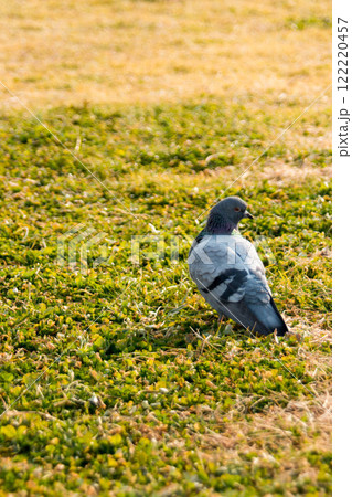 淀川河川敷の芝生を歩く鳩 122220457