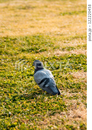淀川河川敷の芝生を歩く鳩 122220458