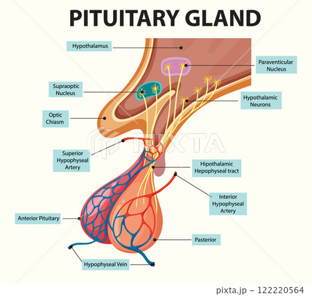 Anatomy of the Pituitary Gland 122220564