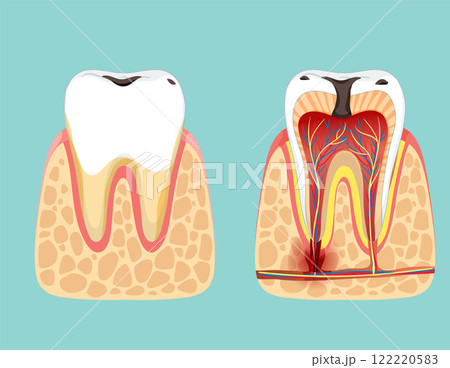Tooth Anatomy and Dental Health Illustration 122220583