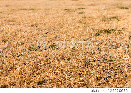 冬の芝生 122220673