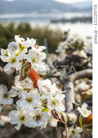 二十世紀梨の花（鳥取県湯梨浜町） 122220758