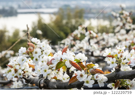 二十世紀梨の花(鳥取県湯梨浜町) 二十世紀梨の花(鳥取県湯梨浜町) 122220759