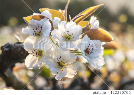 二十世紀梨の花(鳥取県湯梨浜町) 二十世紀梨の花(鳥取県湯梨浜町) 122220760