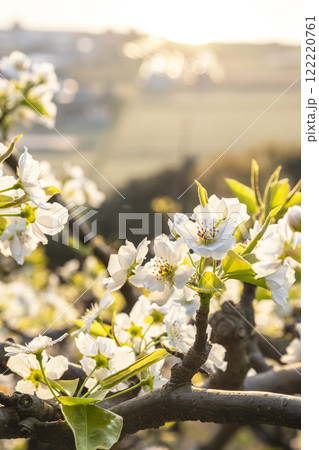 二十世紀梨の花(鳥取県湯梨浜町) 二十世紀梨の花(鳥取県湯梨浜町) 122220761