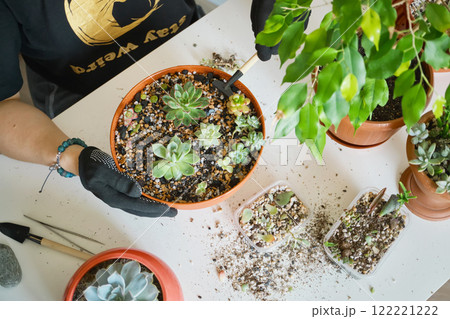 Gardening enthusiast caring for succulents in indoor planting setup 122221222