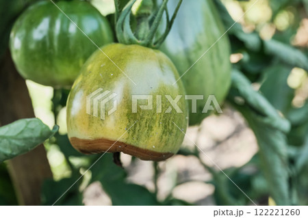 Unripe green tomato growing with disease on plant in garden Unripe green tomato growing with disease on plant in garden 122221260