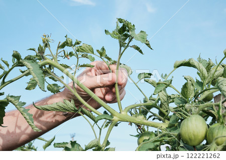 Caucasian male adjusting tomato plant in garden scene under clear sky Caucasian male adjusting tomato plant in garden scene under clear sky 122221262