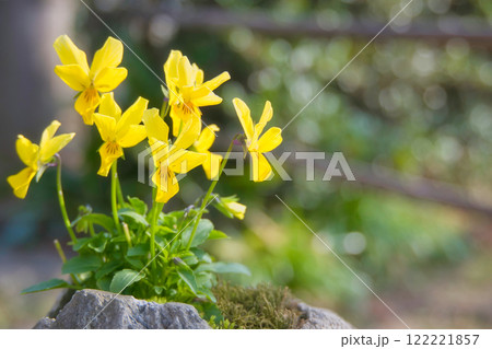 黄色い花 122221857