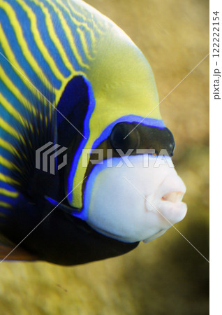 タテジマキンチャクダイ(縦縞巾着鯛)のアップ 122222154