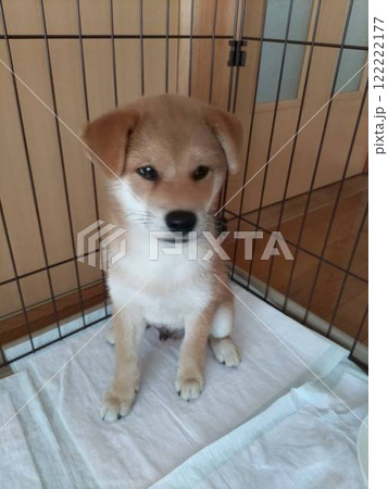 子犬 122222177