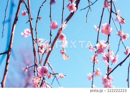 梅の花 梅の花 122222223