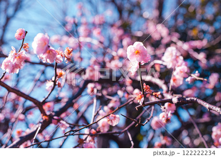 梅の花 122222234