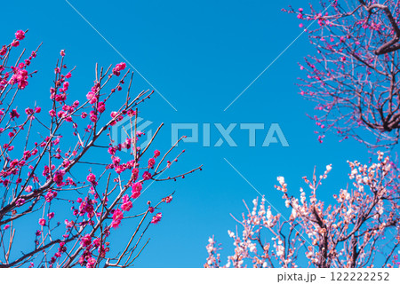 梅の花 梅の花 122222252