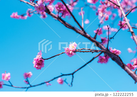梅の花 梅の花 122222255