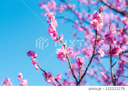 梅の花 梅の花 122222276