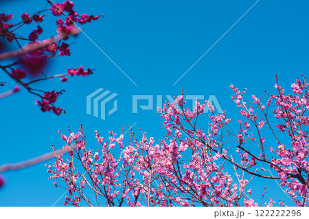 梅の花 122222296