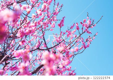 梅の花 梅の花 122222374