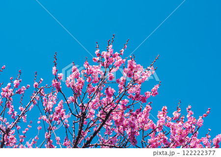 梅の花 梅の花 122222377