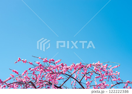 梅の花 梅の花 122222386