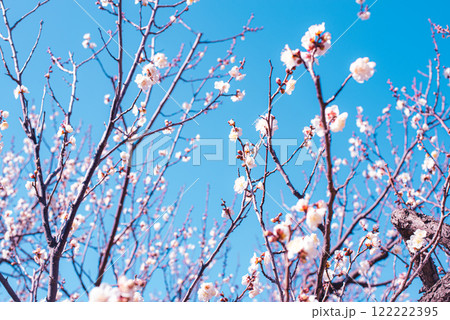梅の花 梅の花 122222395