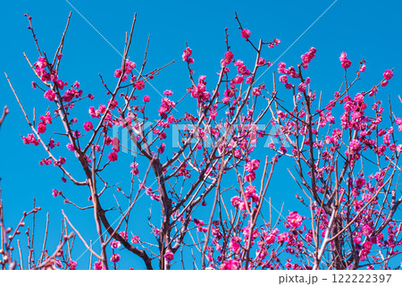 梅の花 梅の花 122222397