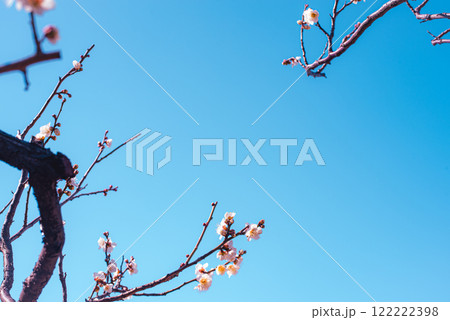 梅の花 梅の花 122222398