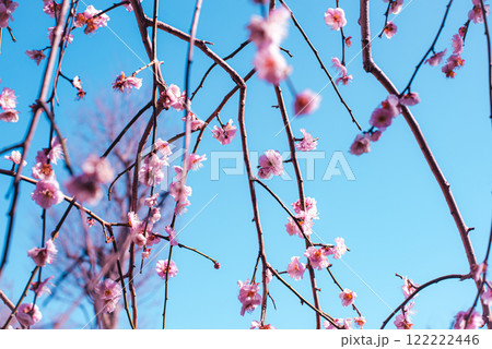 梅の花 梅の花 122222446