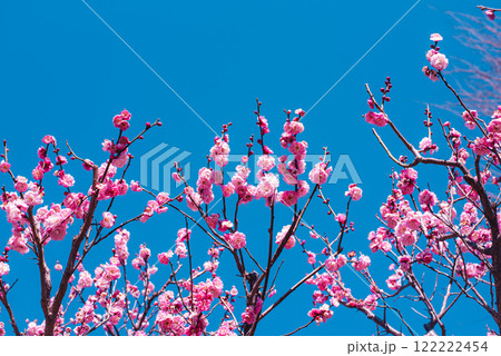 梅の花 122222454