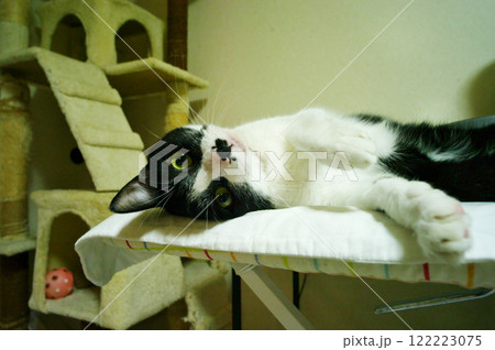 可愛い家猫のいる情景 可愛い家猫のいる情景 122223075