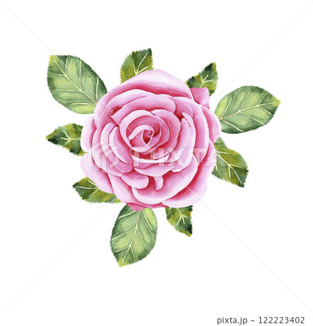 Watercolor botanical flower with leaves. Luxurious garden pink rose. Realistic illustration. Hand drawn in botanical style. Image for your design Watercolor botanical flower with leaves. Luxurious garden pink rose. Realistic illustration. Hand drawn in botanical style. Image for your design 122223402