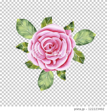 Watercolor botanical flower with leaves. Luxurious garden pink rose. Realistic illustration. Hand drawn in botanical style. Image for your design Watercolor botanical flower with leaves. Luxurious garden pink rose. Realistic illustration. Hand drawn in botanical style. Image for your design 122223402