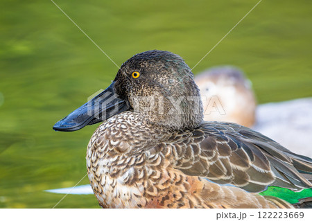 水辺のハシビロガモのオス 水辺のハシビロガモのオス 122223669