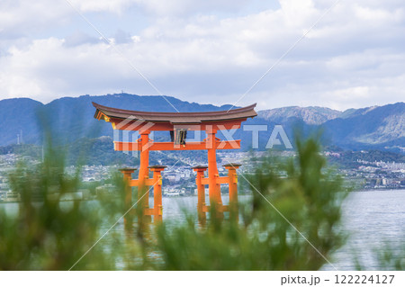 【広島宮島 大鳥居と松】 【広島宮島 大鳥居と松】 122224127